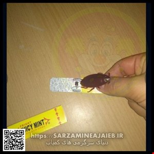  این آدامس چندش آور محصول شگفت انگیزی بابت شوخی با دوستان است.