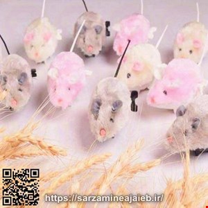  موش صحرایی شوخی